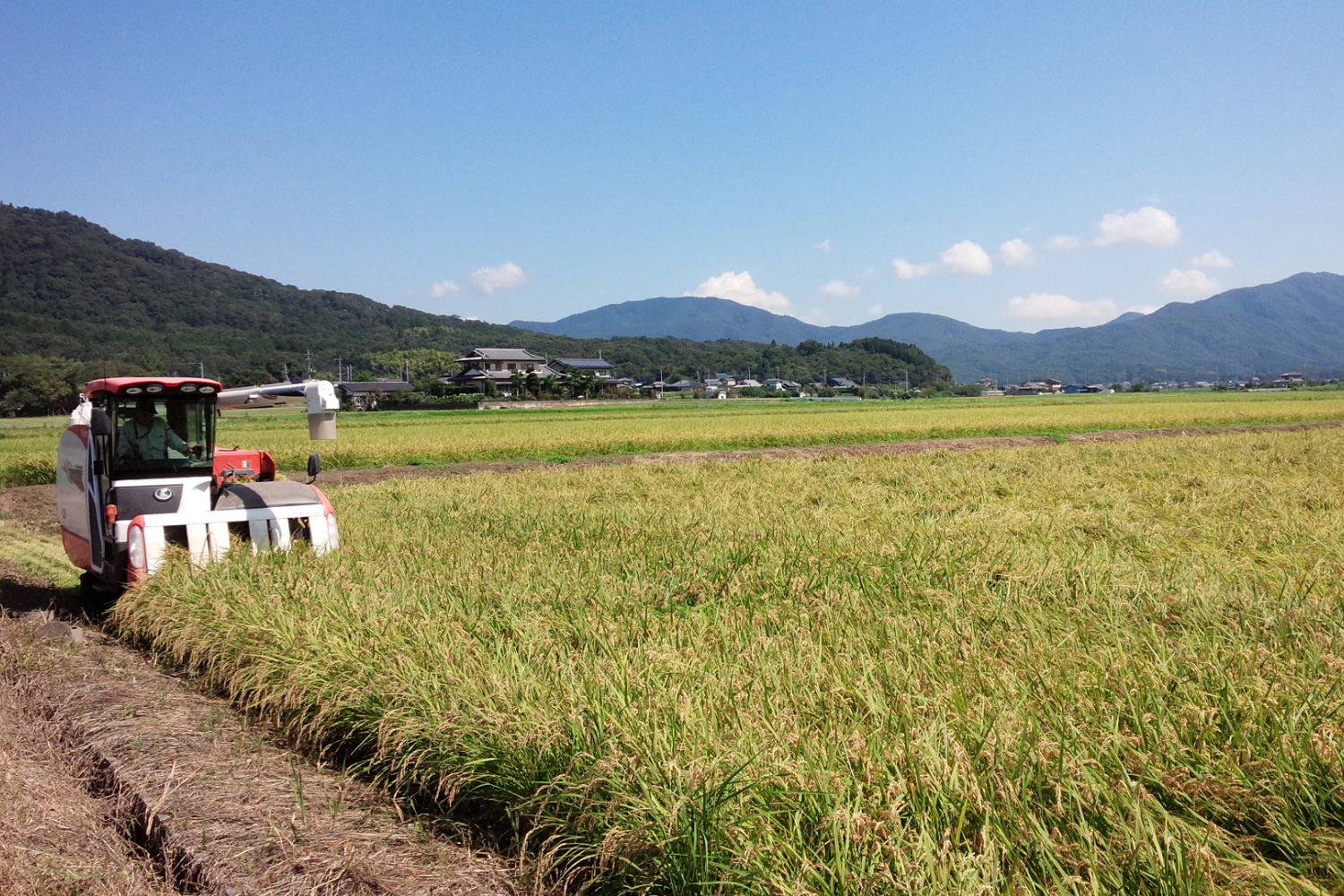 水稲 米 の作業工程